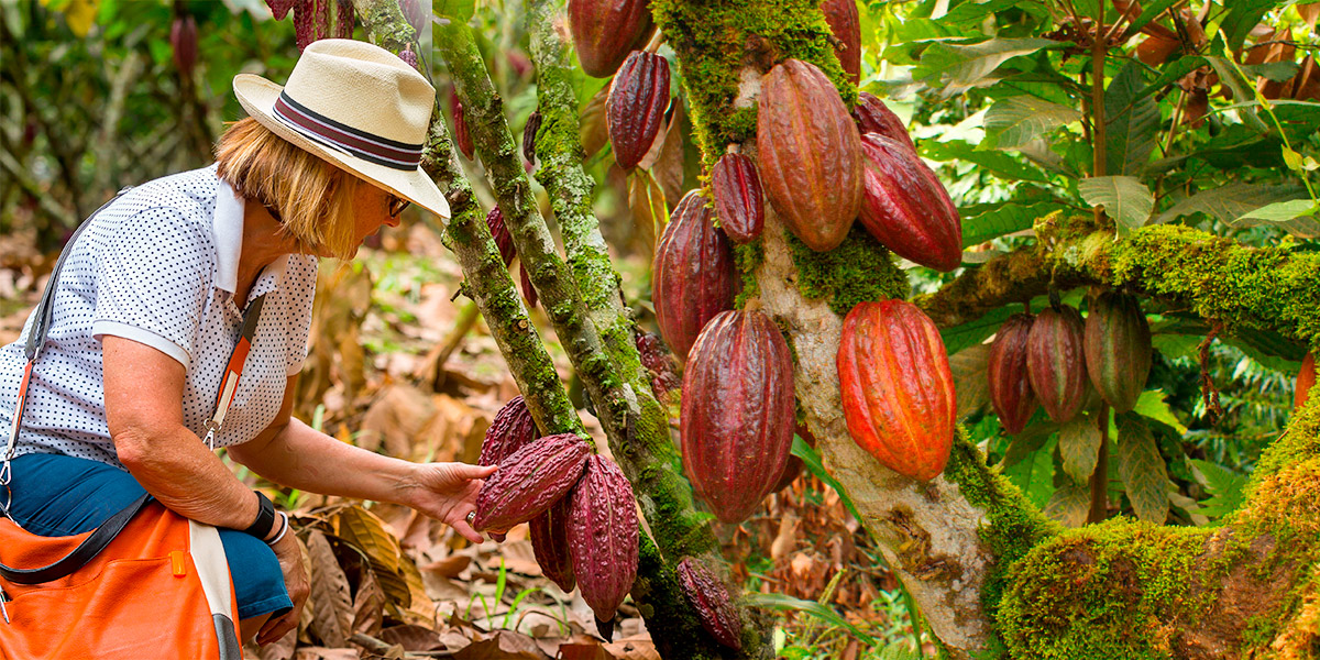 Cacao-&amp;-La-Danesa-Hacienda
