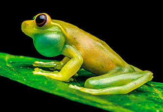 Mashpi's endemic frog species