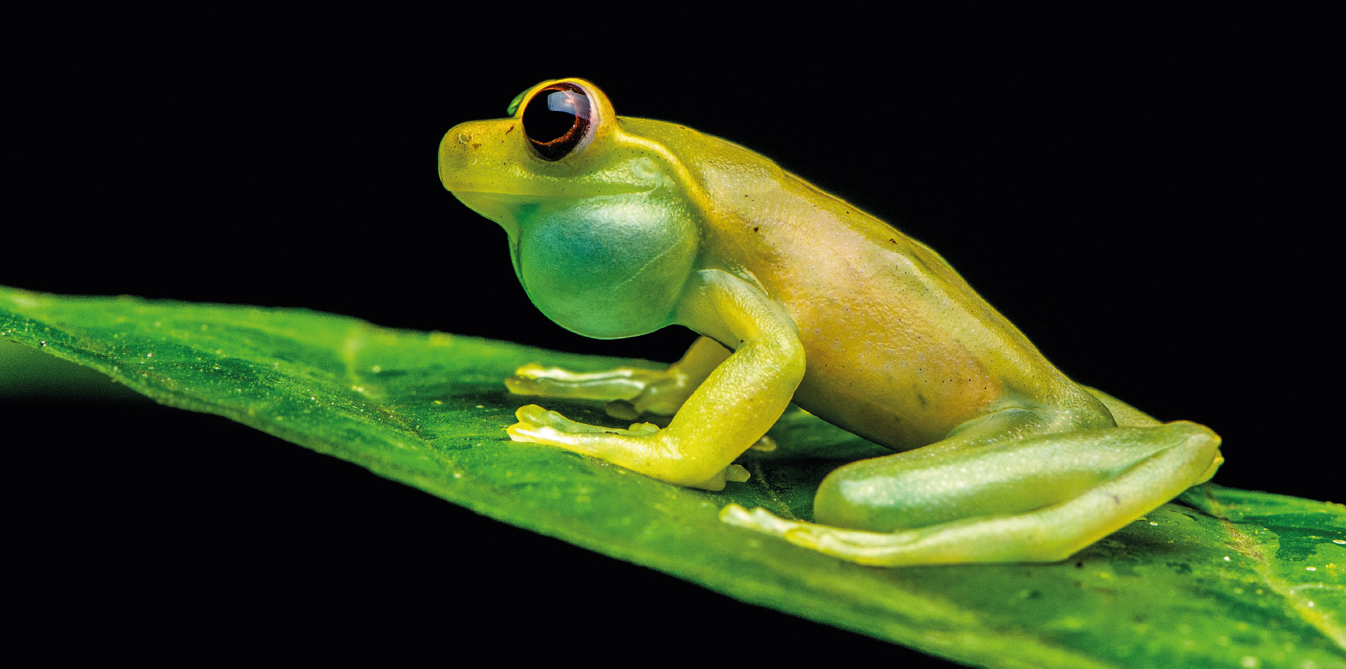 Mashpi's Glass Frog: One of Ecuador's endemic species
