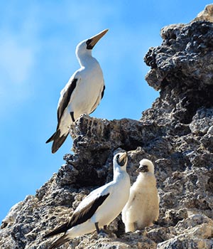 https://www.metrojourneys.com/wp-content/uploads/2018/08/galapagos-bird-species.jpg