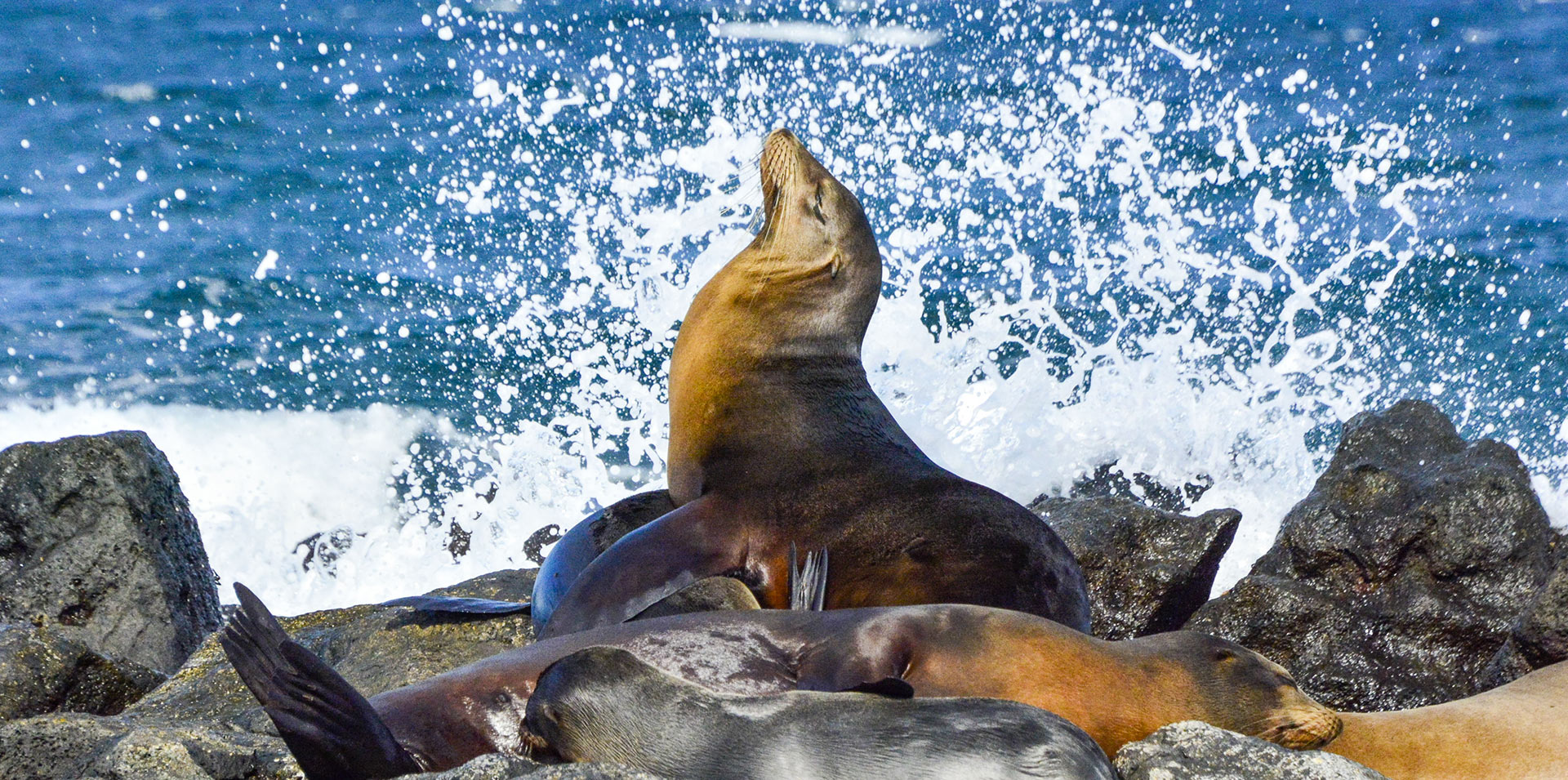 Lobos marinos descansando sobre las piedras en las Islas Galápagos