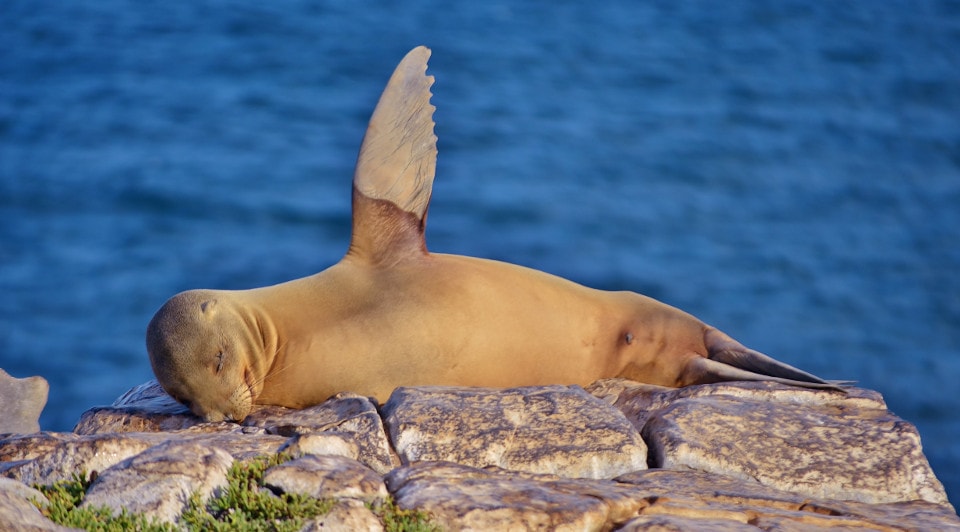 Sea lion resting, Galapagos Islands