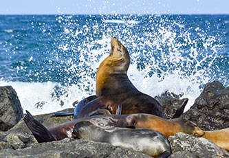 Lobos marinos descansando sobre las piedras en las Islas Galápagos