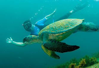 Snorkeling with a Galapagos Green Marine Iguana