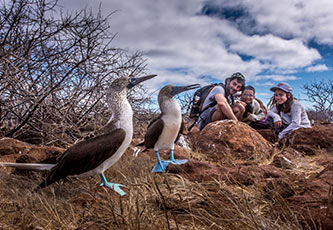 Blue-footed boobies and guests in the Galapagos