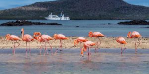 American Flamingos basking in the sun in the Galapagos Islands