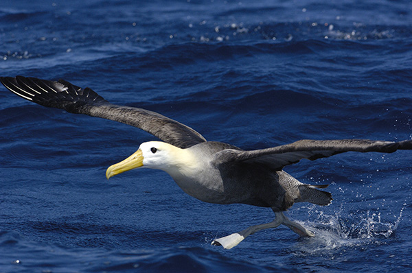 Albatros de corona blanca volando en las Islas Galápagos