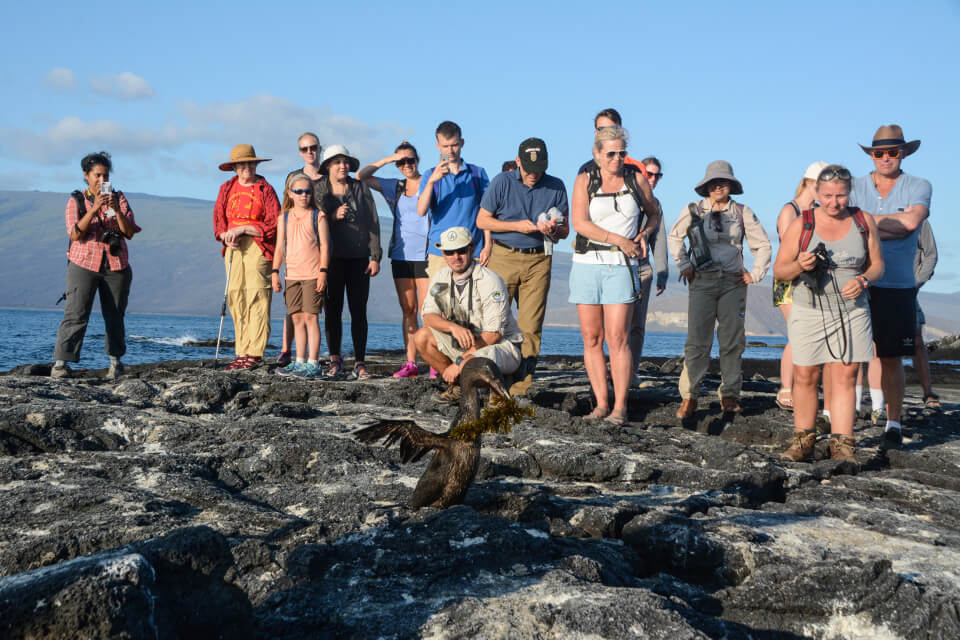 Guests encountering a flightless cormorant while exploring Galapagos