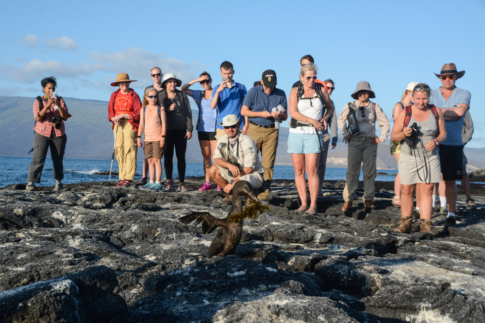 Excursiones guiadas en Galápagos, cormorán no volador