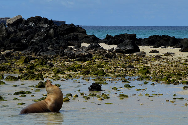 León marino en la Isla Genovesa, Galápagos
