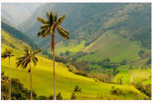 Cocora Valley in Colombia