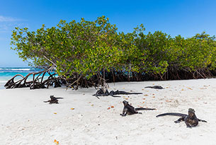 Iguanas marinas en Tortuga Bay