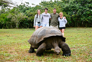 Giant Tortoises in the Highlands of Santa Cruz in the Galapagos