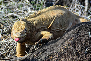 Iguana terrestre de la Isla Santa Fe