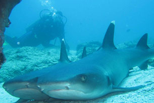 Scuba Diving in the Galapagos with White-tip Reef Sharksa