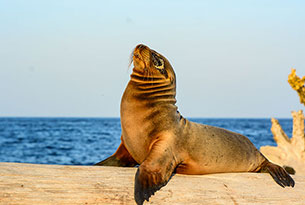 Sea Lion at Mosquera Islet