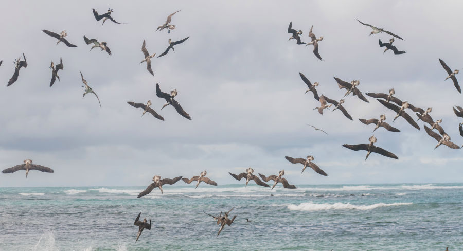 Blue-footed boobies diving into water to feed