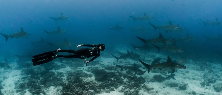 Drift diving with whitetip reef sharks in the Galapagos
