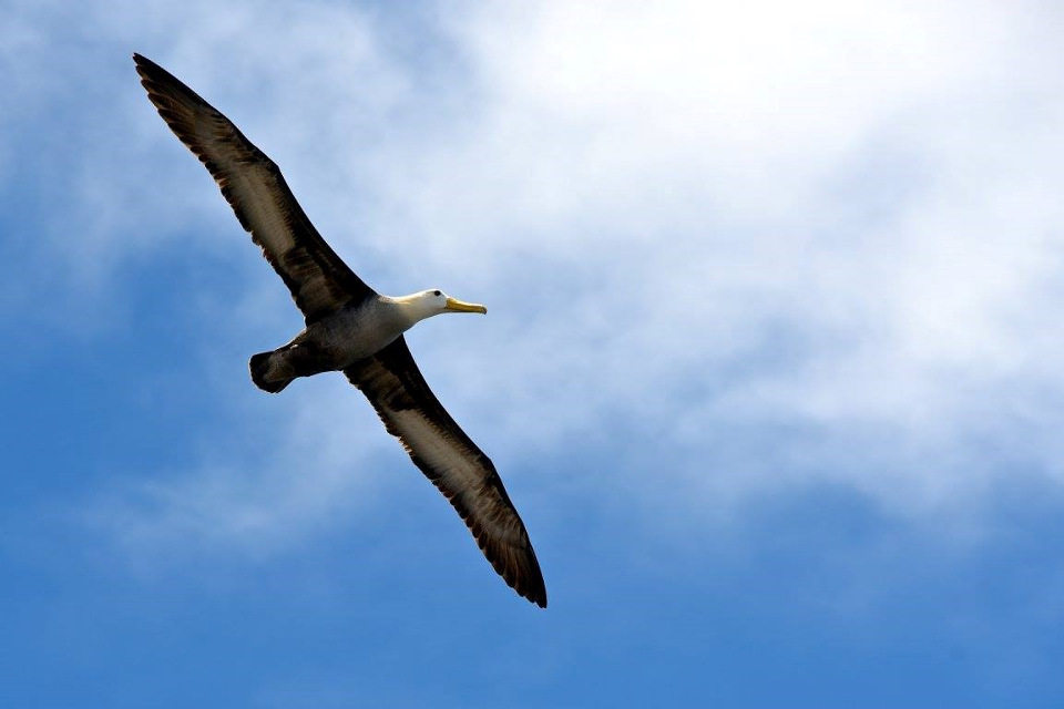 Albatross flying above the Galapagos Islands