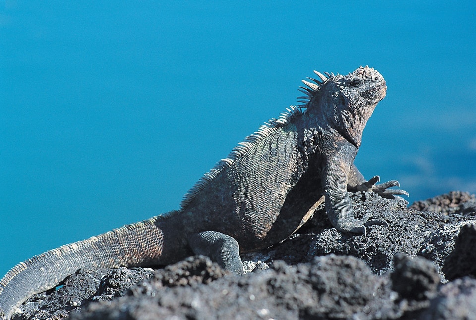Marine iguanas can only be found in the Galapagos Islands