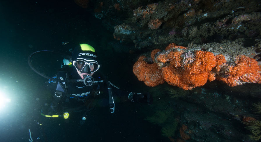 SCUBA Diving in the Galapagos archipelago