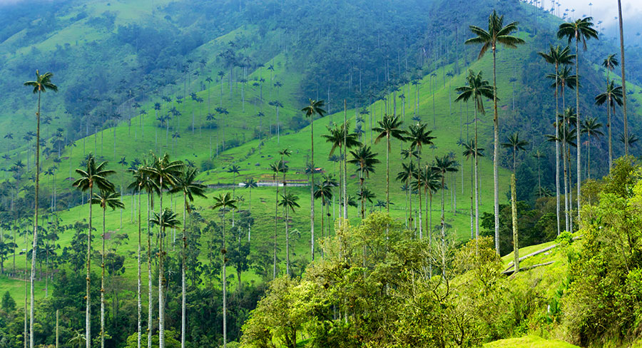 Wax palm trees in Cocora Valley, Colombia