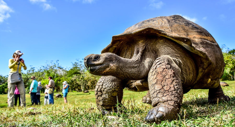 Galapagos Giant Tortoise lumbering around freely throughout their natural environment