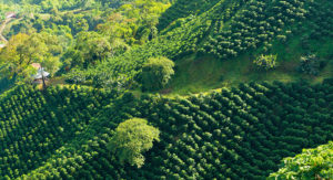 Coffee Triangle Region in Colombia
