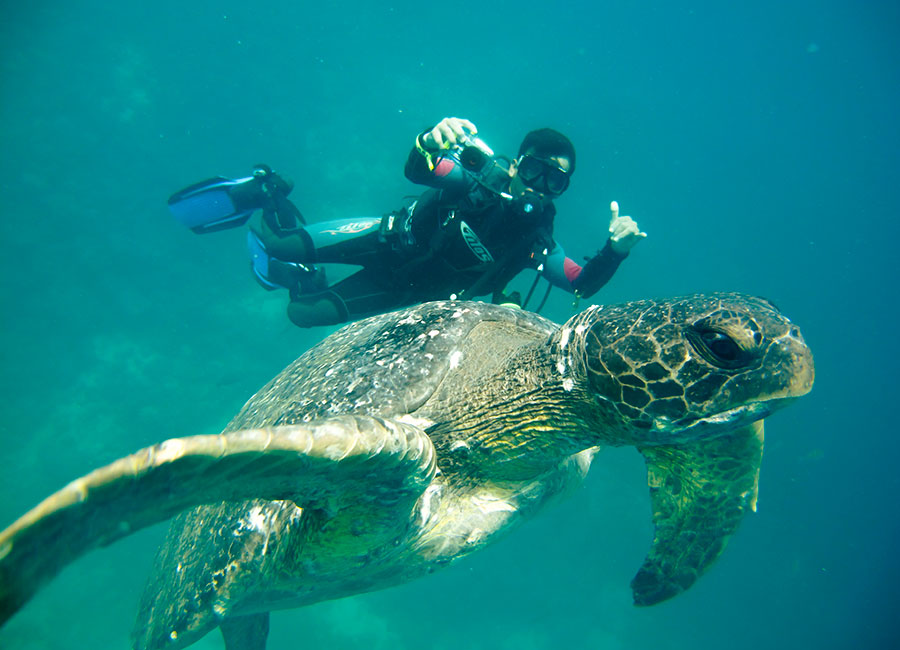 SCUBA diving with a sea turtle in the Galapagos Islands