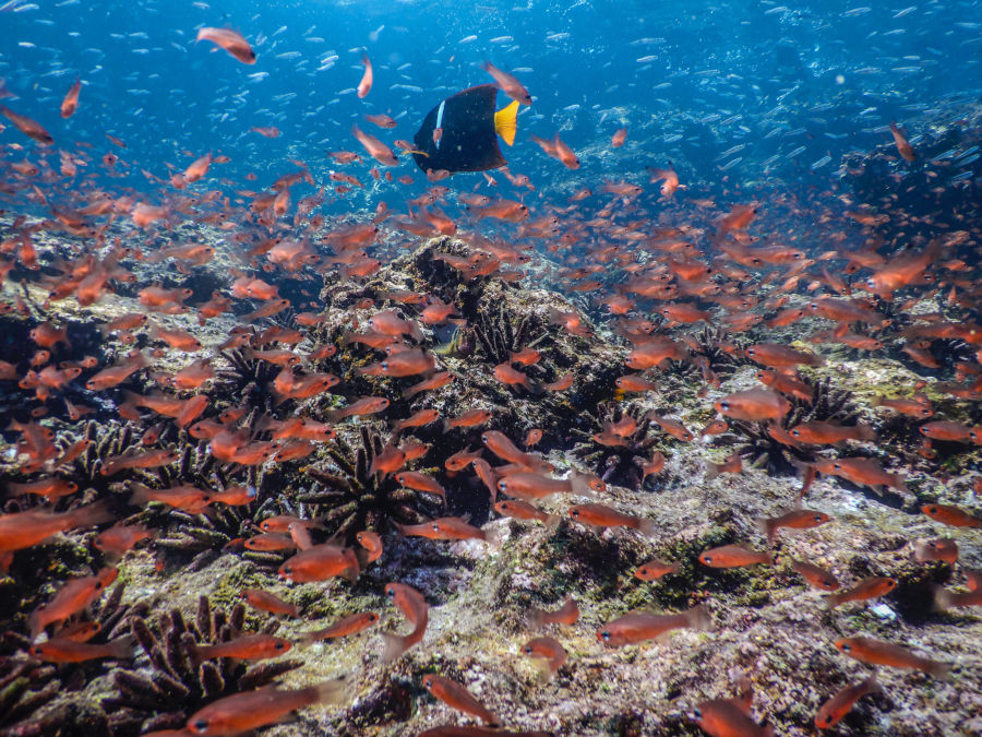 Reef in the Galapagos Islands