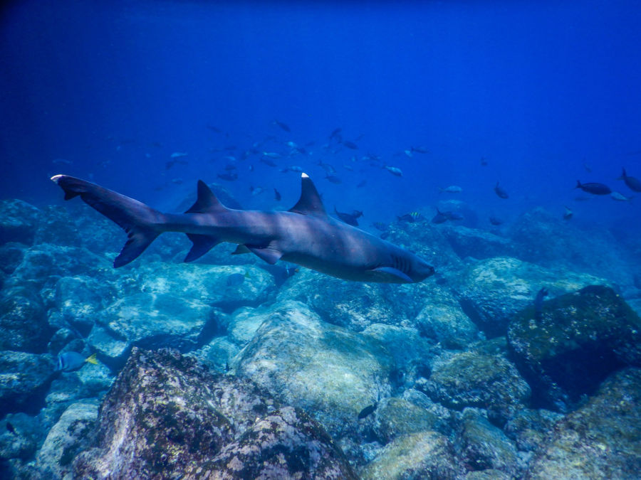 Tiburón tintorera punta blanca en Galápagos
