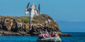 Piquero de patas azules volando en las Islas Galápagos