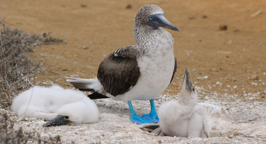 Mother blue-footed booby with her chicks in the Galapagos