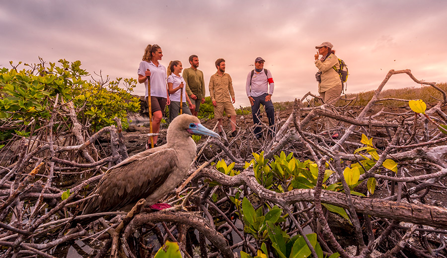 Grupo de expedición en Bahía Darwin junto a piquero de patas rojas, Isla Genovesa