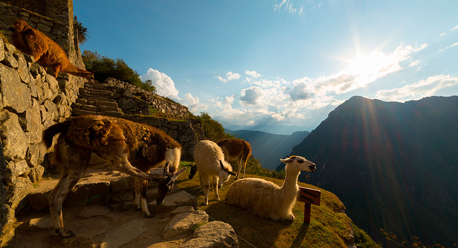 A group of llamas basking in the afternoon sunlight in Machu Picchu