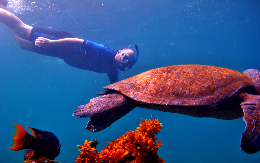 Huésped practica buceo de superficie al lado de una tortuga marina en las Galápagos