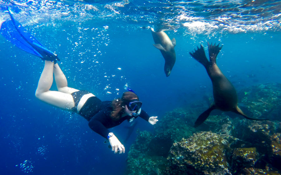 Snorkeling next to some friendly sea lions in the Galapagos waters