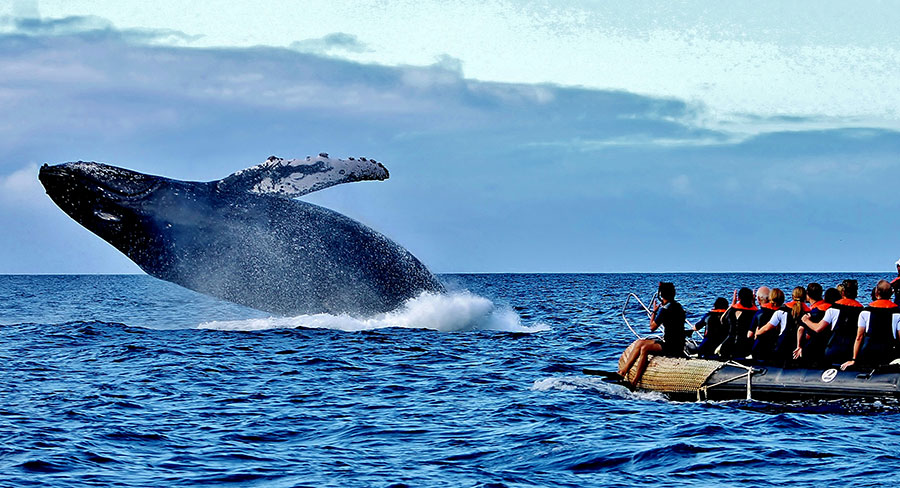 Observación de ballenas en las Galápagos