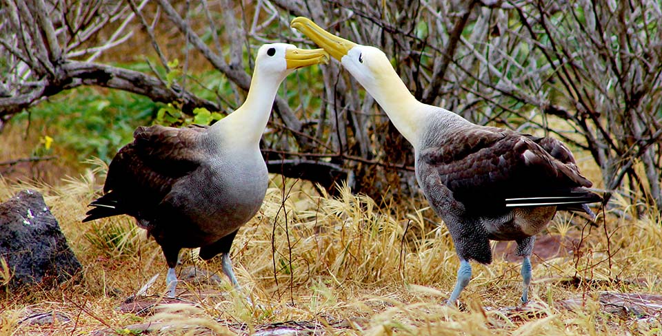 Albatros en Galápagos practican su espectacular baile de cortejo