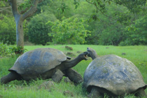 Galapagos giant tortoises, Santa Cruz Island