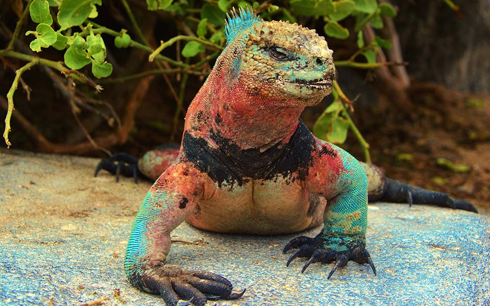 Marine iguana flaunts its seasonal colors in the Galapagos