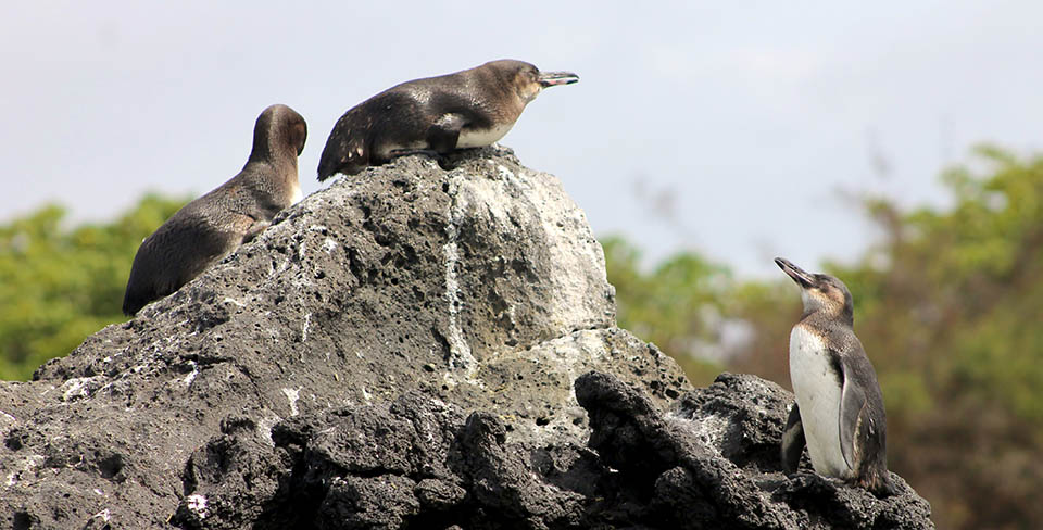 Penguins in the Galapagos during their nesting season