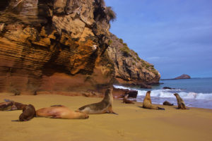 Galapagos Sea Lions on the beach