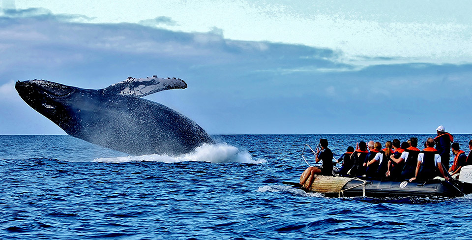 Humpback whale breaching in the Galapagos