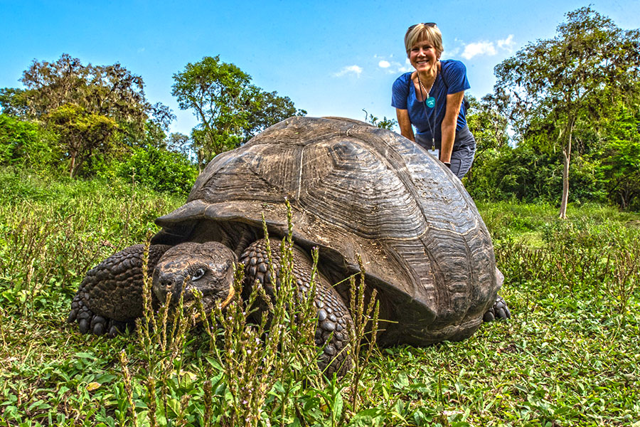 A Galapagos Giant Tortoise in Santa Cruz Island's highlands, Galapagos