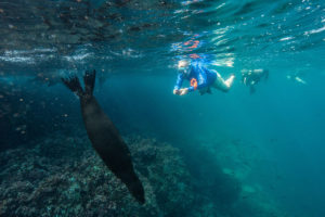 Snorkeling with Sea Lions