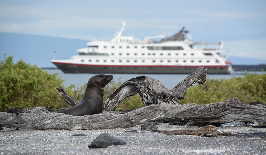 Sea lion with Santa Cruz II Cruise in the background