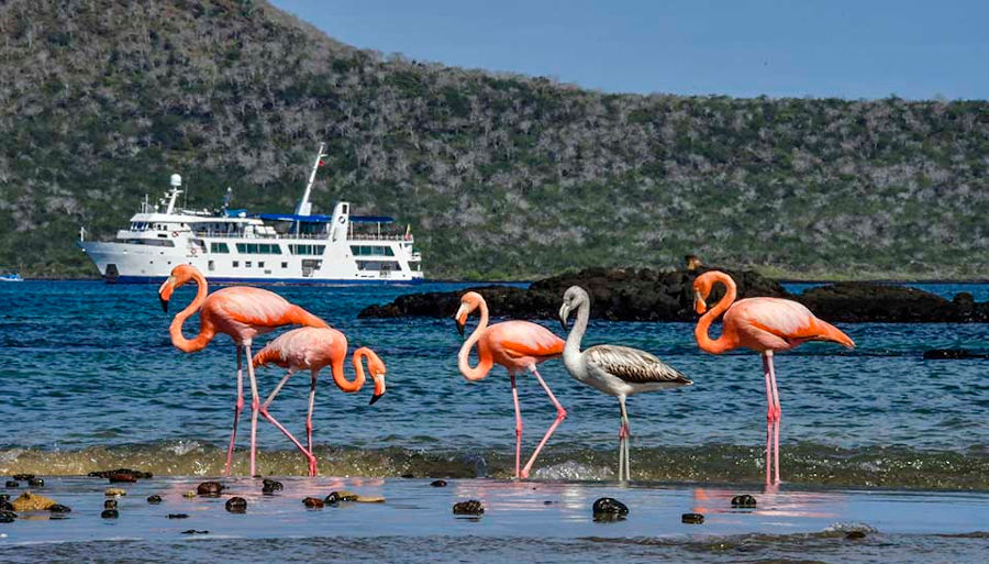 Flamingos with Yacht Isabela in the background, Galapagos