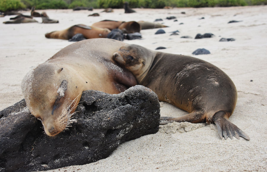 Sea lion pup lounges next to mother in Galapagos National Park