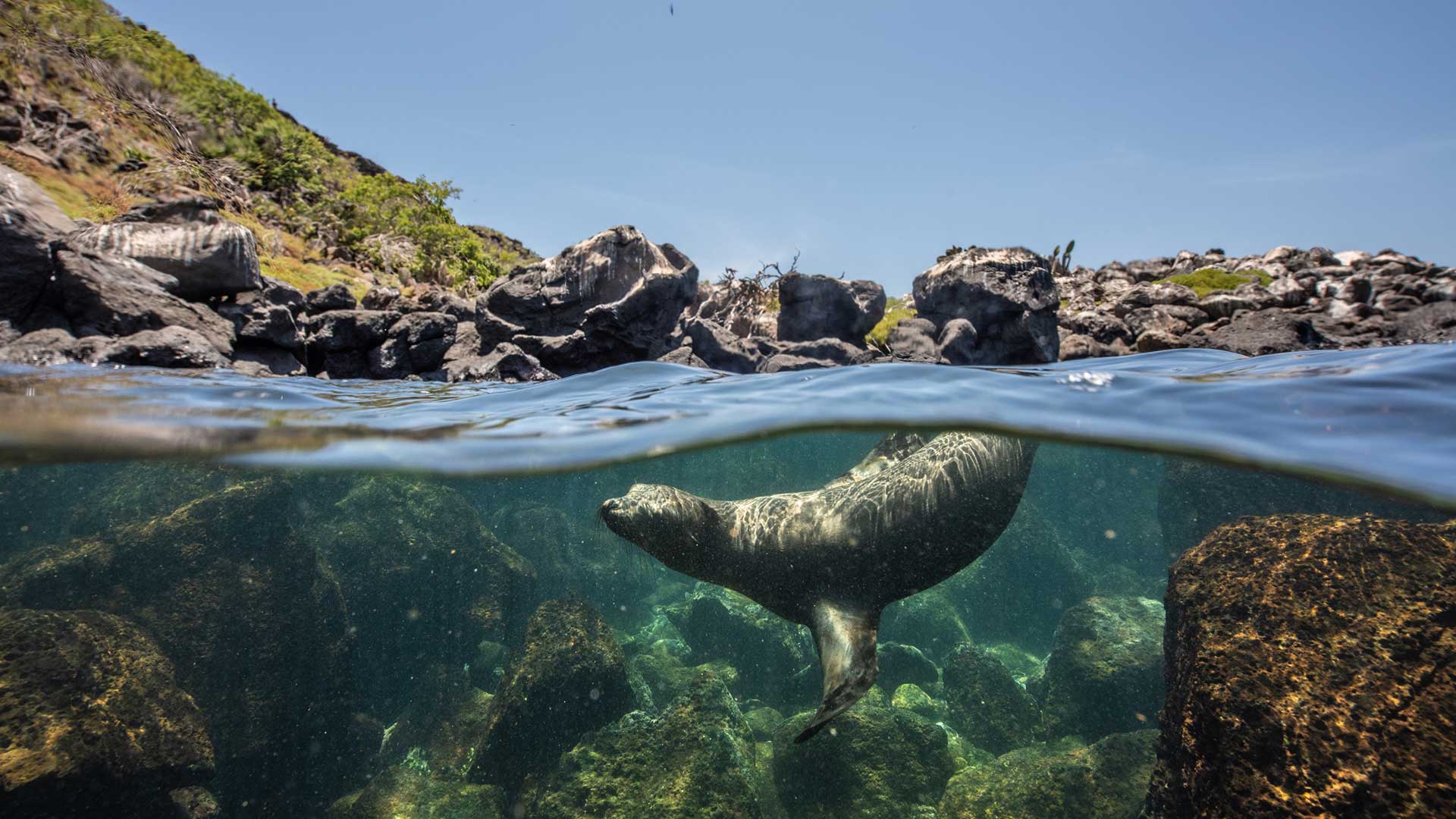 seymour island sea lion galapagos